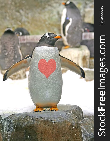 Penguin in love on a rock. Penguin in love on a rock.