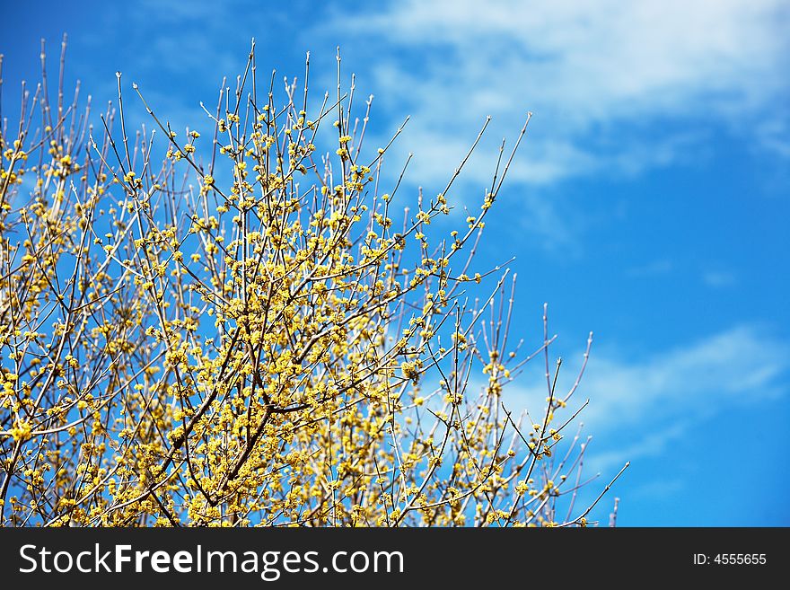 Blooming yellow flowers in early springtime, daylight. Blooming yellow flowers in early springtime, daylight.