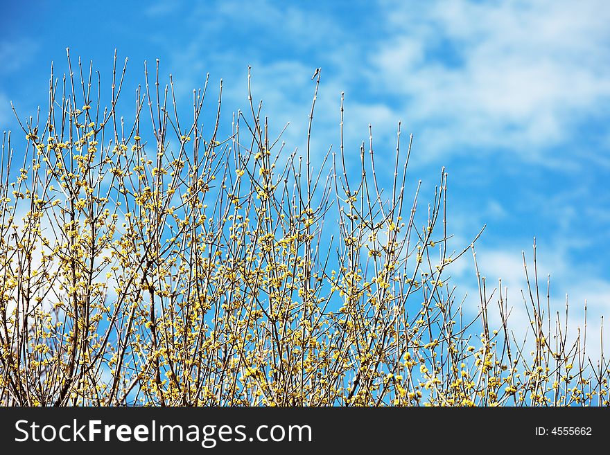 Blooming yellow flowers in early springtime, daylight. Blooming yellow flowers in early springtime, daylight.