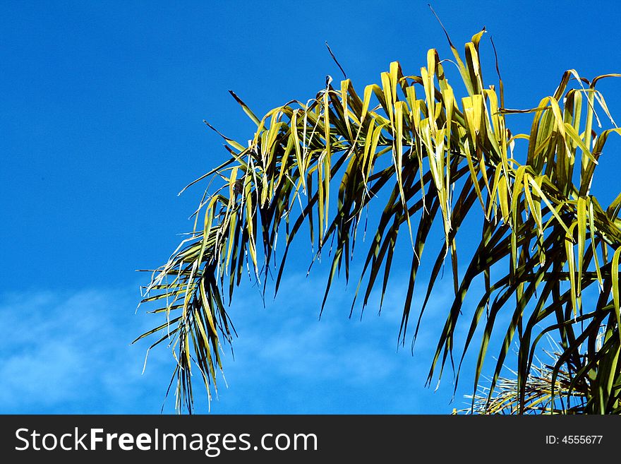 A palm leaf against a blue sky.
