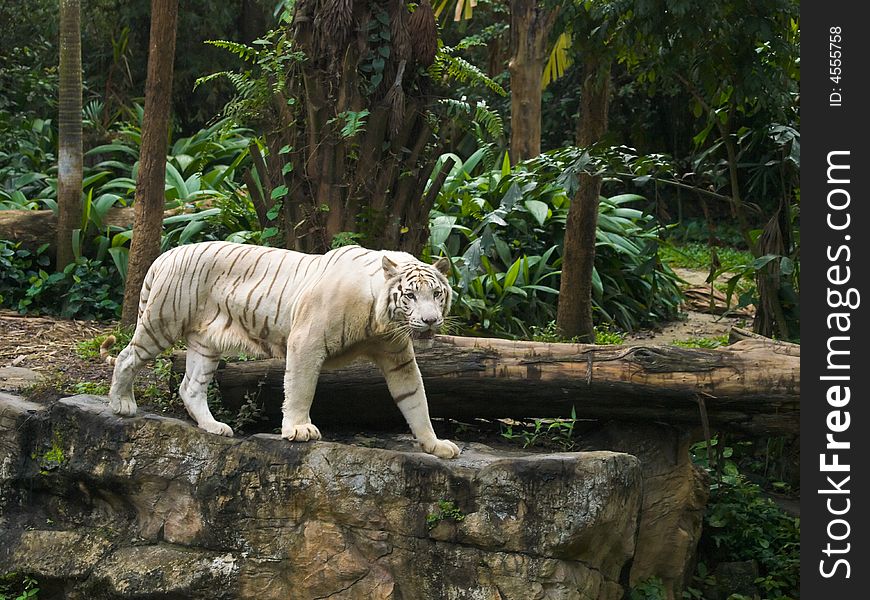 White Bengal tiger pacing a rocky ledge on a zoo. White Bengal tiger pacing a rocky ledge on a zoo