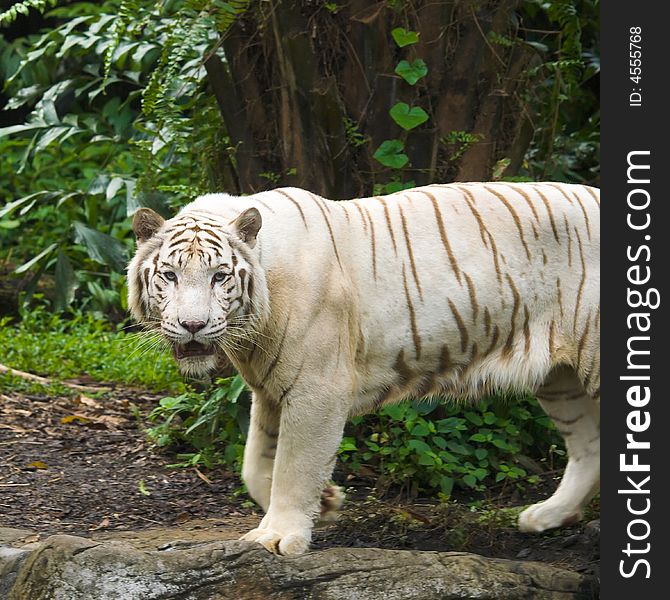 White Bengal tiger looking direct into your eye. White Bengal tiger looking direct into your eye