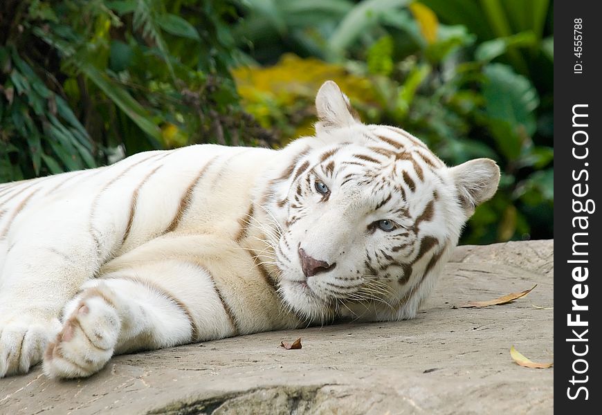 Playful looking white Bengal tigress restful but alert on her favourite rock. Playful looking white Bengal tigress restful but alert on her favourite rock
