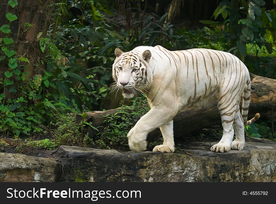 White Bengal tiger pacing a rocky ledge in a zoo. White Bengal tiger pacing a rocky ledge in a zoo