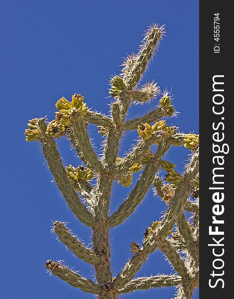Western Cactus against a blue sky
