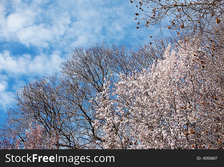 Blooming cherry tree in early springtime, daylight. Blooming cherry tree in early springtime, daylight.