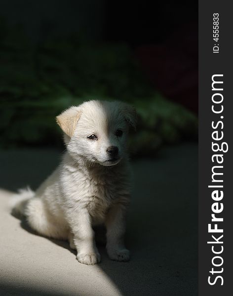 A lovely white puppy sit in the shadow of my uncle's house