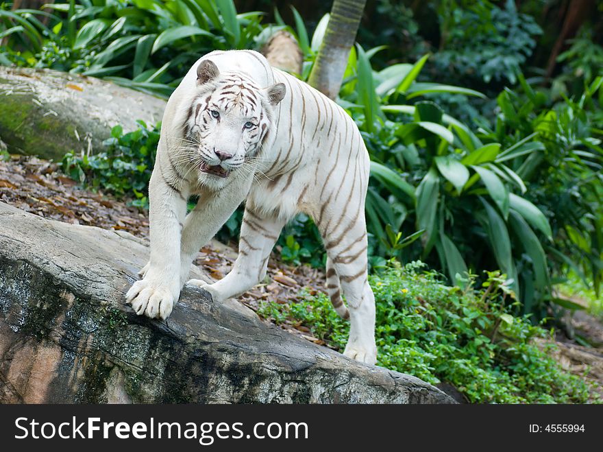 Rare white Bengal Tiger turning on a rock in a zoo