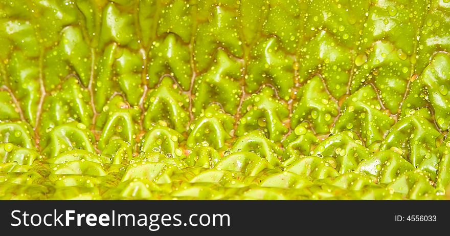 Raindrops on the upper side of the textured unfurling leaf surface of the giant amazon water lily. Raindrops on the upper side of the textured unfurling leaf surface of the giant amazon water lily.
