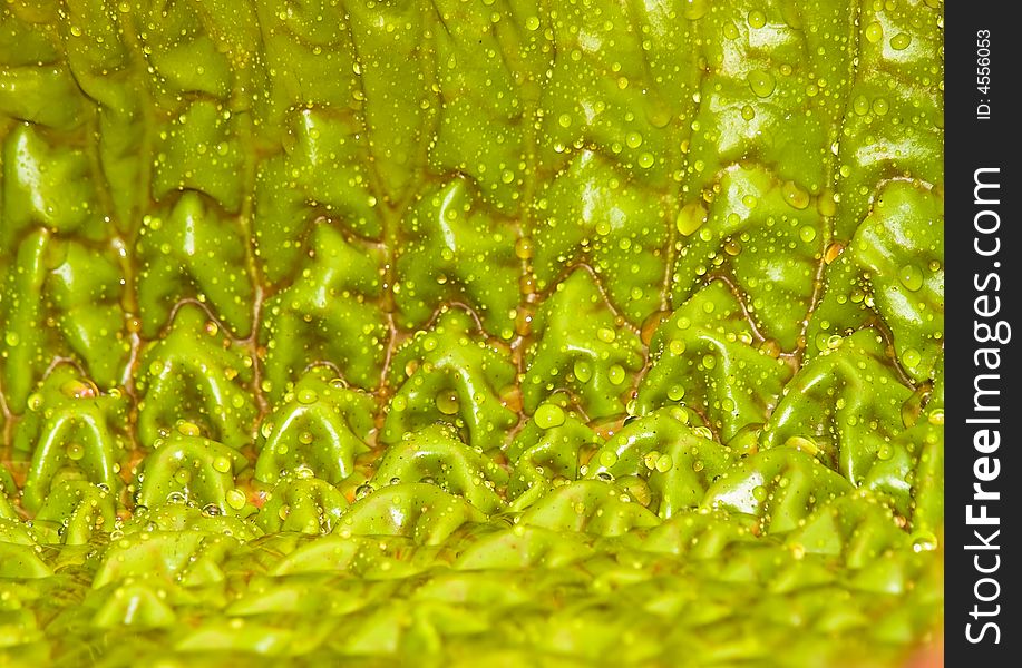 Raindrops On Giant Leaf Surface