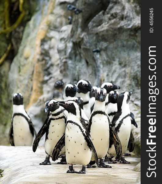 A parade of penguins trooping out on cue to be fed at a zoo. A parade of penguins trooping out on cue to be fed at a zoo