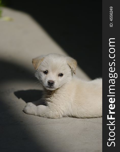 A lovely white puppy lying down between the light and shandow