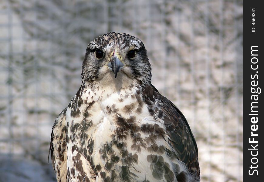 Bird of prey. Buzzard in zoo. Closeup portrait. Bird of prey. Buzzard in zoo. Closeup portrait.