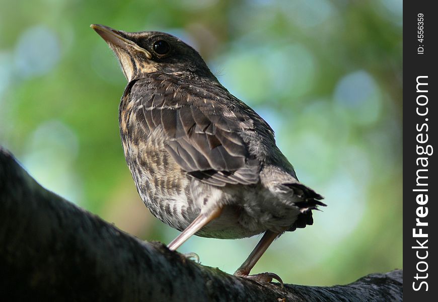 Nestling of the blackbird sitting on the tree. Nestling of the blackbird sitting on the tree