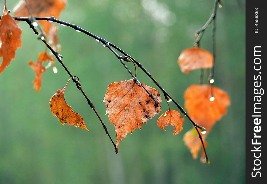 The branches with the wet autumn leaves