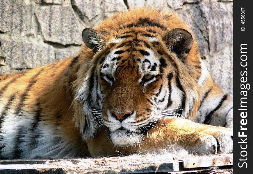 Portrait of resting bengal tiger lying in zoo. Portrait of resting bengal tiger lying in zoo
