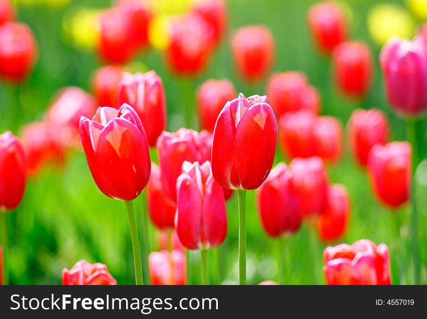 It is photoed in a tulip garden.