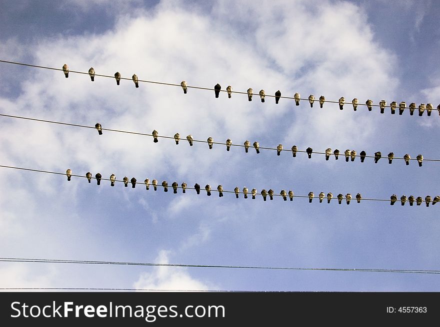 Pigeons On Electrical Wire
