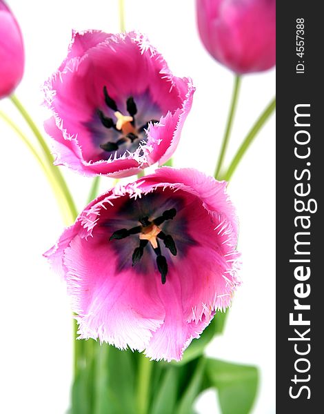 Bouquet of tulips on white background. Bouquet of tulips on white background.