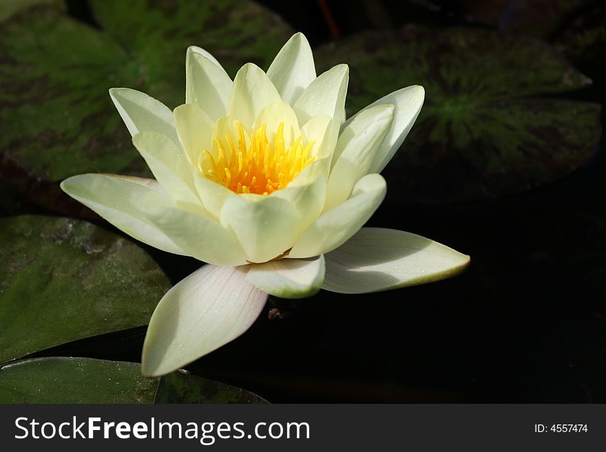 Bloom of water-lily in a pond