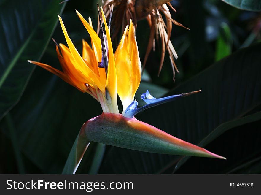 Yellow and red Strelitzia flower bloom.