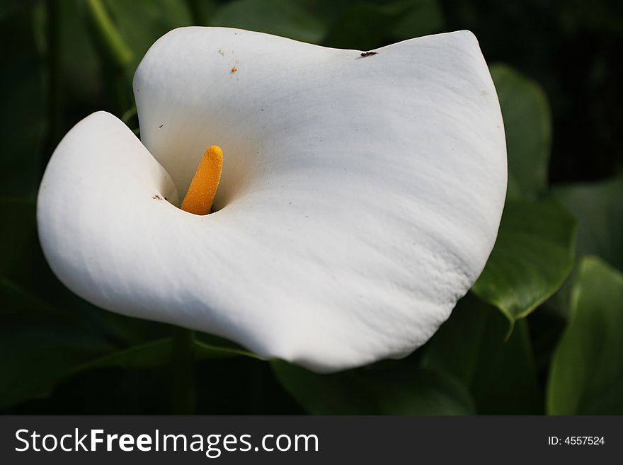 White bloom of tropical flower. White bloom of tropical flower