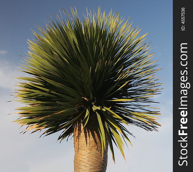 Dracaena plant - tropical palm tree