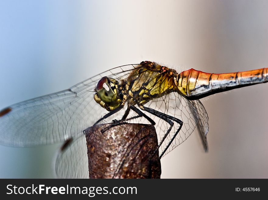 Nature series: summer dragonfly on the twig