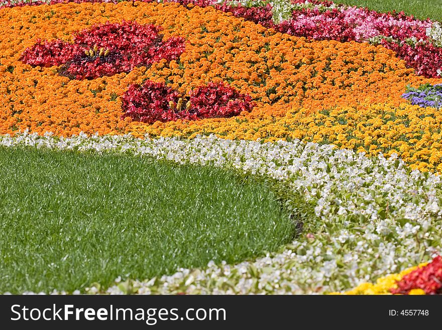 Flower series: flower texture on the hill. Flower series: flower texture on the hill