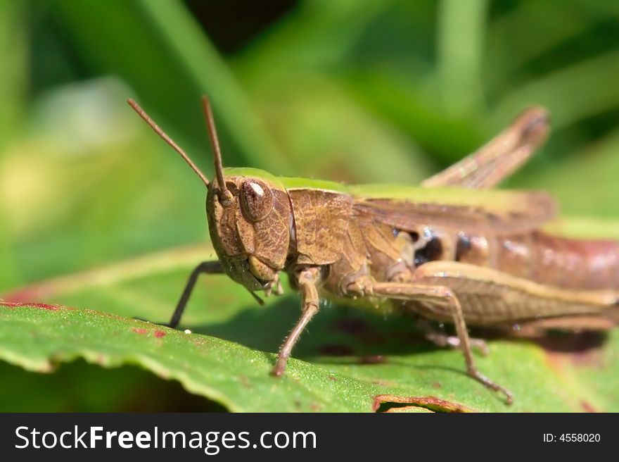 Very detailed close up of grasshopper