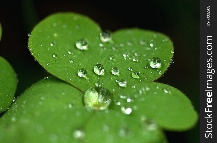 Rain drops on green leaf. Rain drops on green leaf