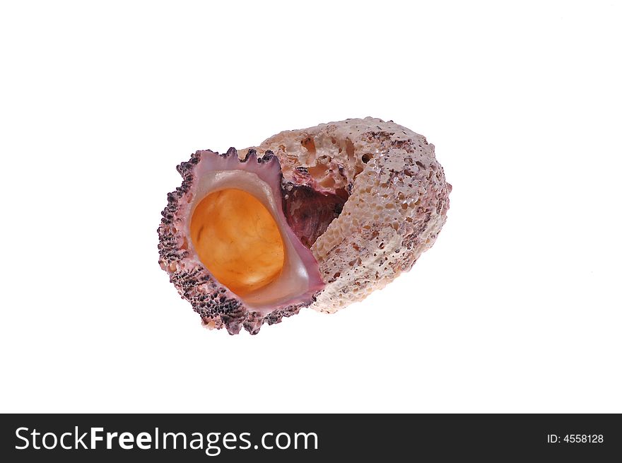 Color seashell on white background