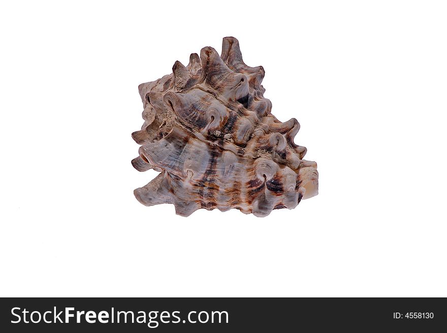 Color seashell on white background