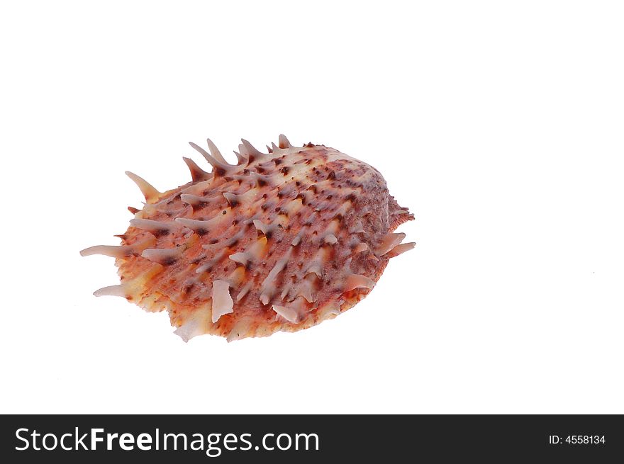 Color seashell on white background