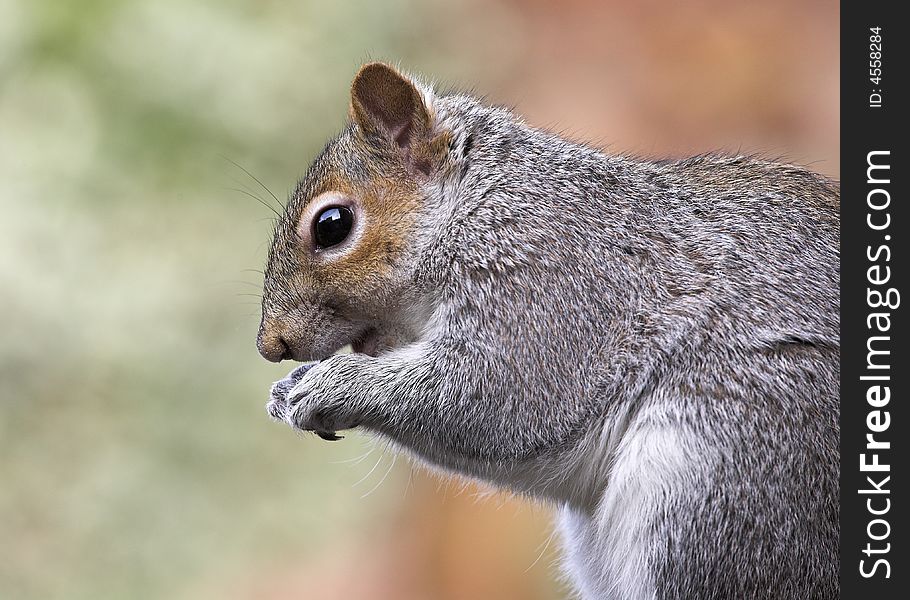 A Grey Squirrel - Sciurus carolinensis  - eating. A Grey Squirrel - Sciurus carolinensis  - eating.