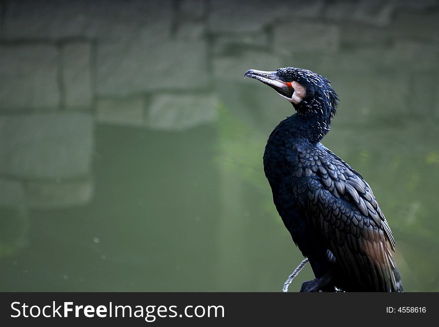 A cormorant is staying beside a stream enjoying his time. Every thing is peaceful and silence.