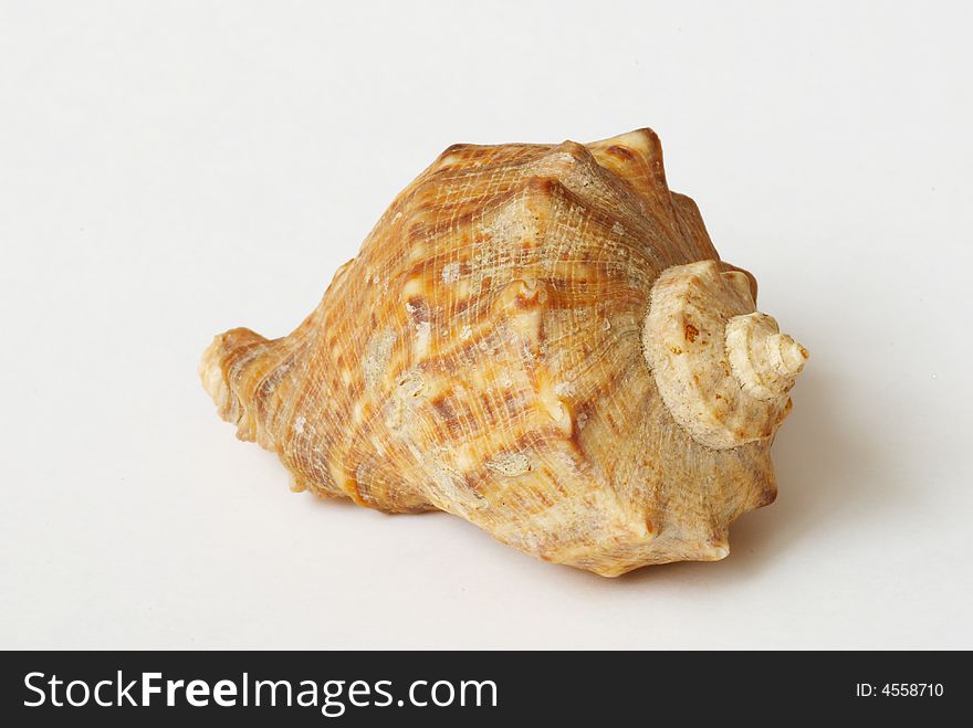Sea shell shape on background
