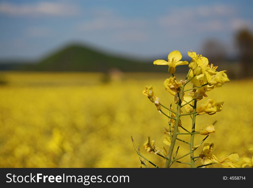 Field of blooming colza (rape) on the polish countryside