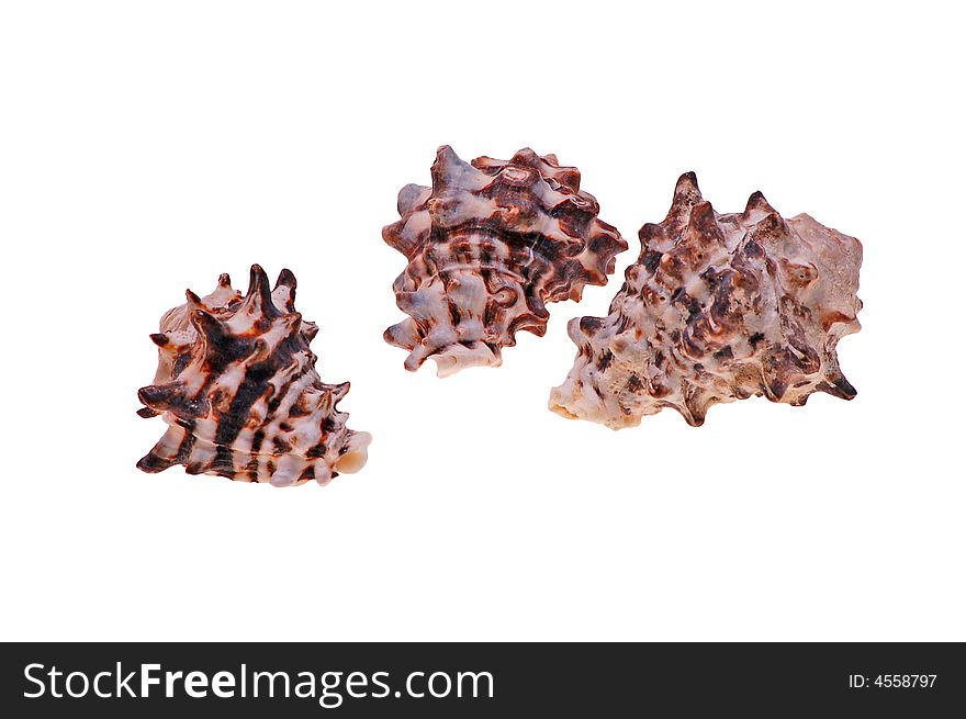 Color seashells on white background