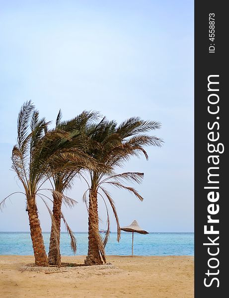 Colorful landscape of the azure sea with palm trees on the cloudy sky. Colorful landscape of the azure sea with palm trees on the cloudy sky