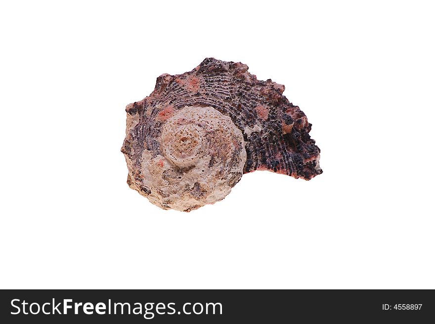 Color seashells on white background