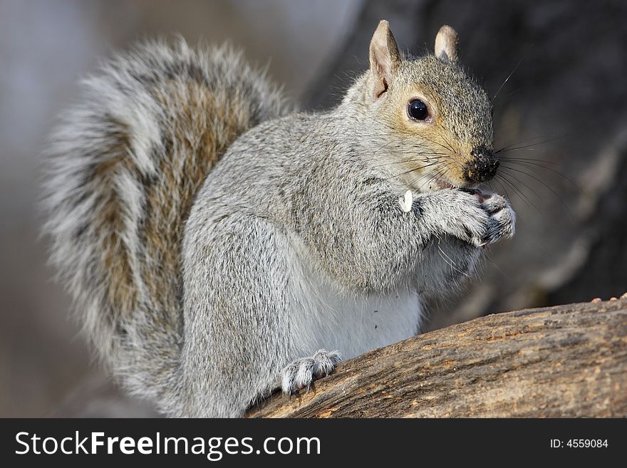 Eastern grey squirrel with dirt on their nose
