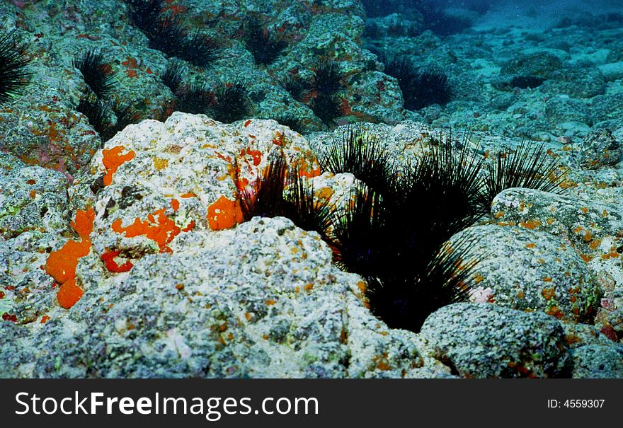 Underwater Life Of Coral Reef