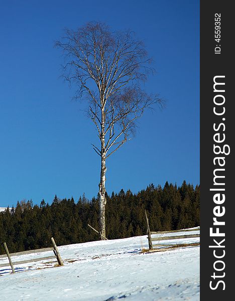 The lonely tree stands on a slope of mountain