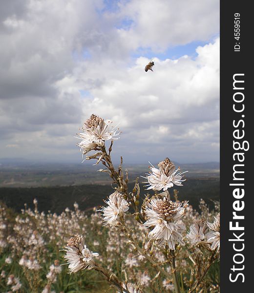 Field flowers asfodelo clouds sky landscape honey-bee nature spring. Field flowers asfodelo clouds sky landscape honey-bee nature spring