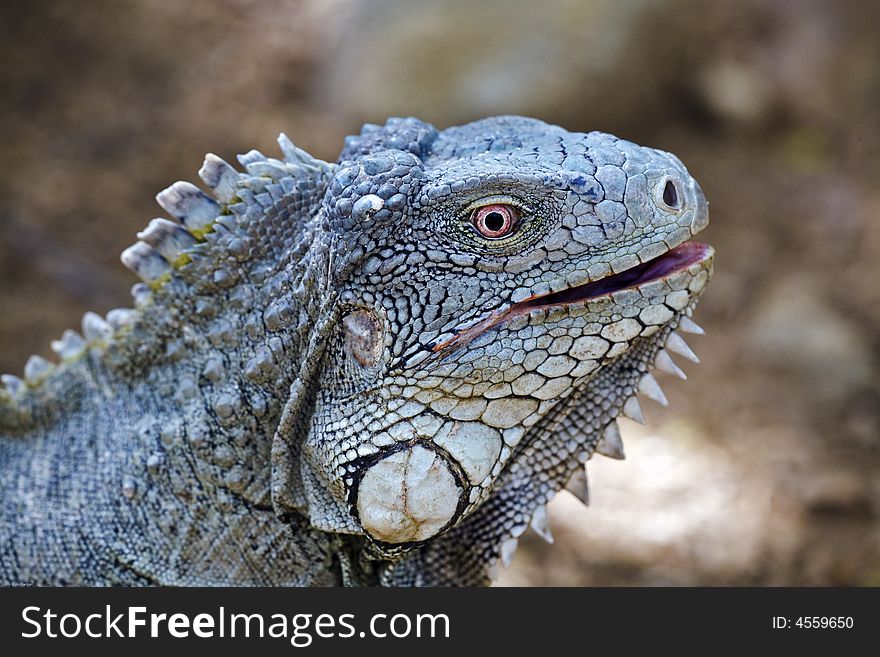 Close up of Caribbean iguana on the island of Bonaire