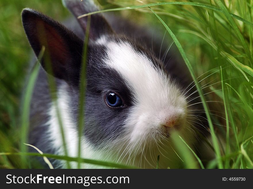 Easter bunny.Close-up  between green grasses.