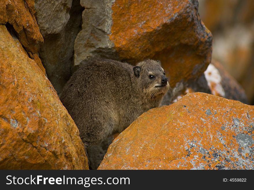 Two dassies baking in the sun on a summer afternoon at the national park in the Eastern Cape. Two dassies baking in the sun on a summer afternoon at the national park in the Eastern Cape