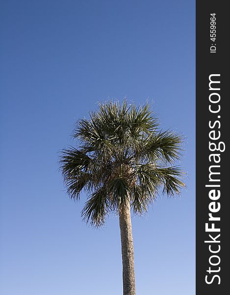 A single palm tree against a tropical blue sky. A single palm tree against a tropical blue sky