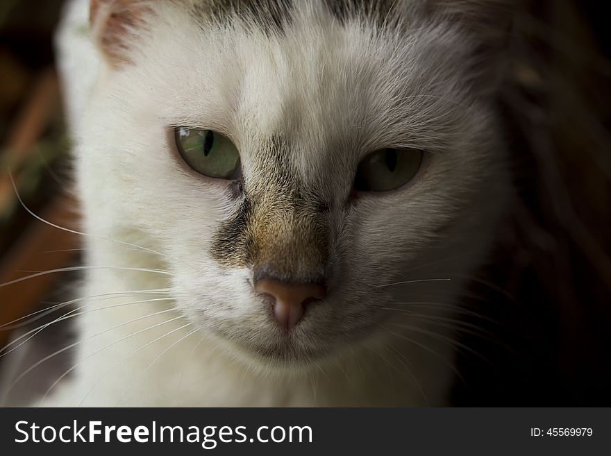 Beautiful face of a grey and white cat. Beautiful face of a grey and white cat